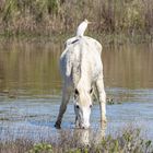 Tierfreundschaft in der Camargue