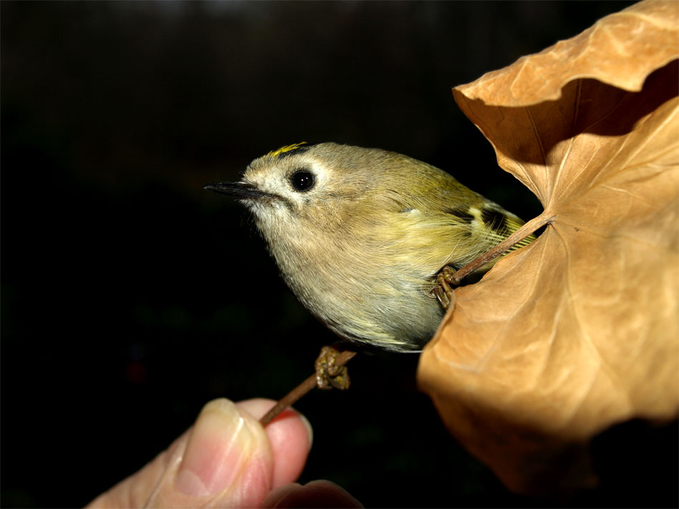 Tierfreundschaft: Mensch - Vogel