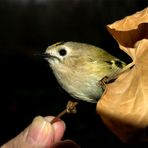 Tierfreundschaft: Mensch - Vogel