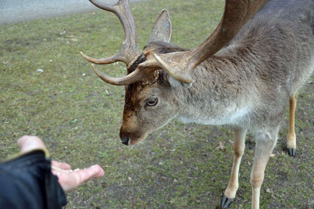 Tierfreundschaft mit kapitalem Damschaufler (nicht Weißwedelhirsch)