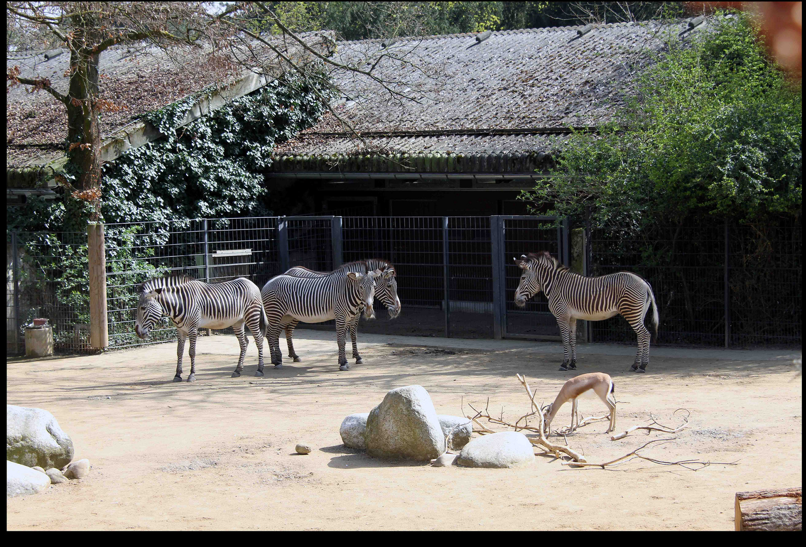 Tierfreundschaften