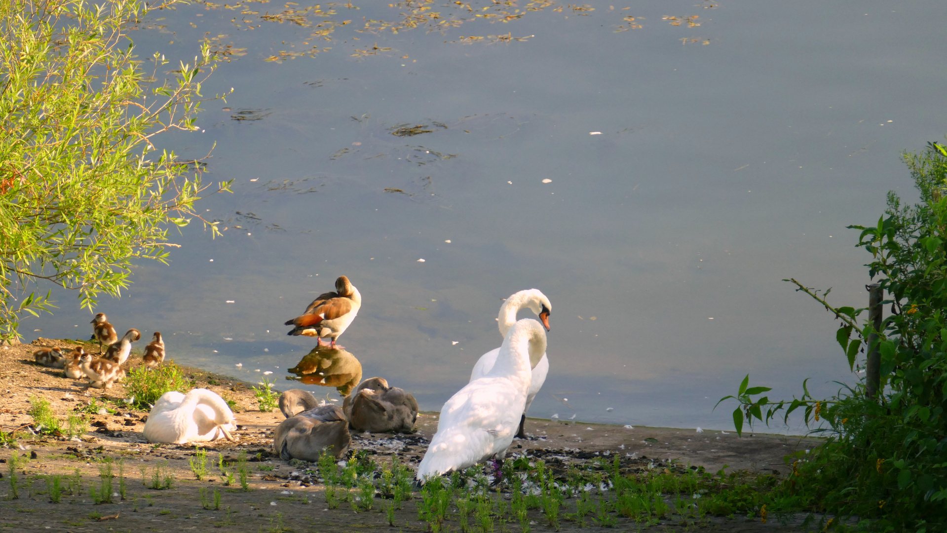 °°°° Tierfreundschaften °°°°