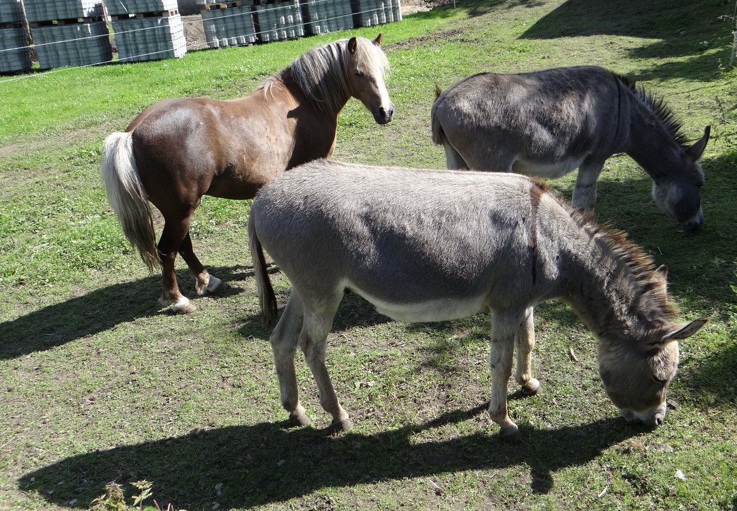 Tierfreundschaften