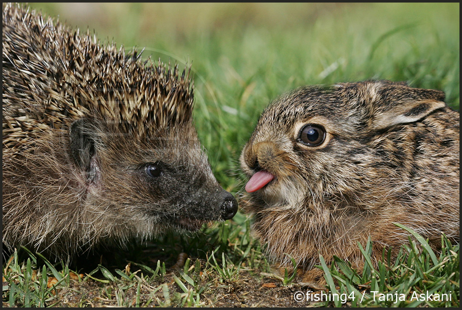 Tierfreundschaften