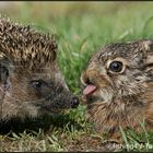 Tierfreundschaften