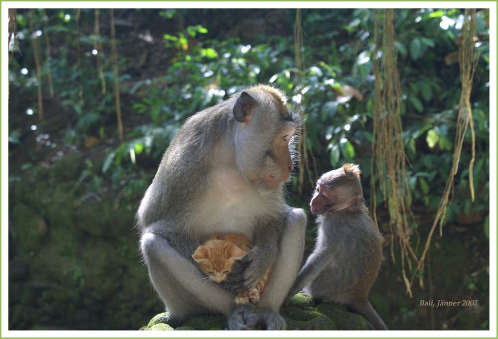 Tierfreundschaften