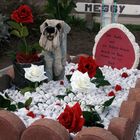 Tierfriedhof 2 - unter Rosen gebettet!!