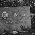 Tierfriedhof Nürnberg - Pasha