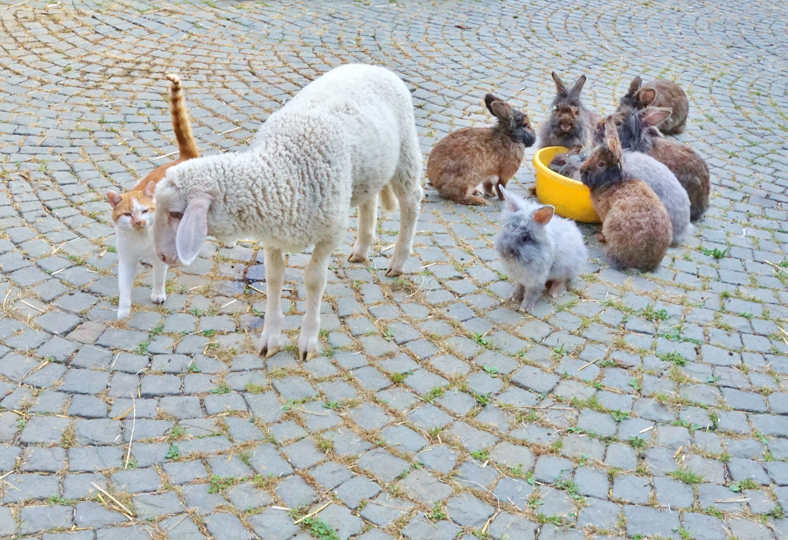 Tierfütterung Tierfütterung