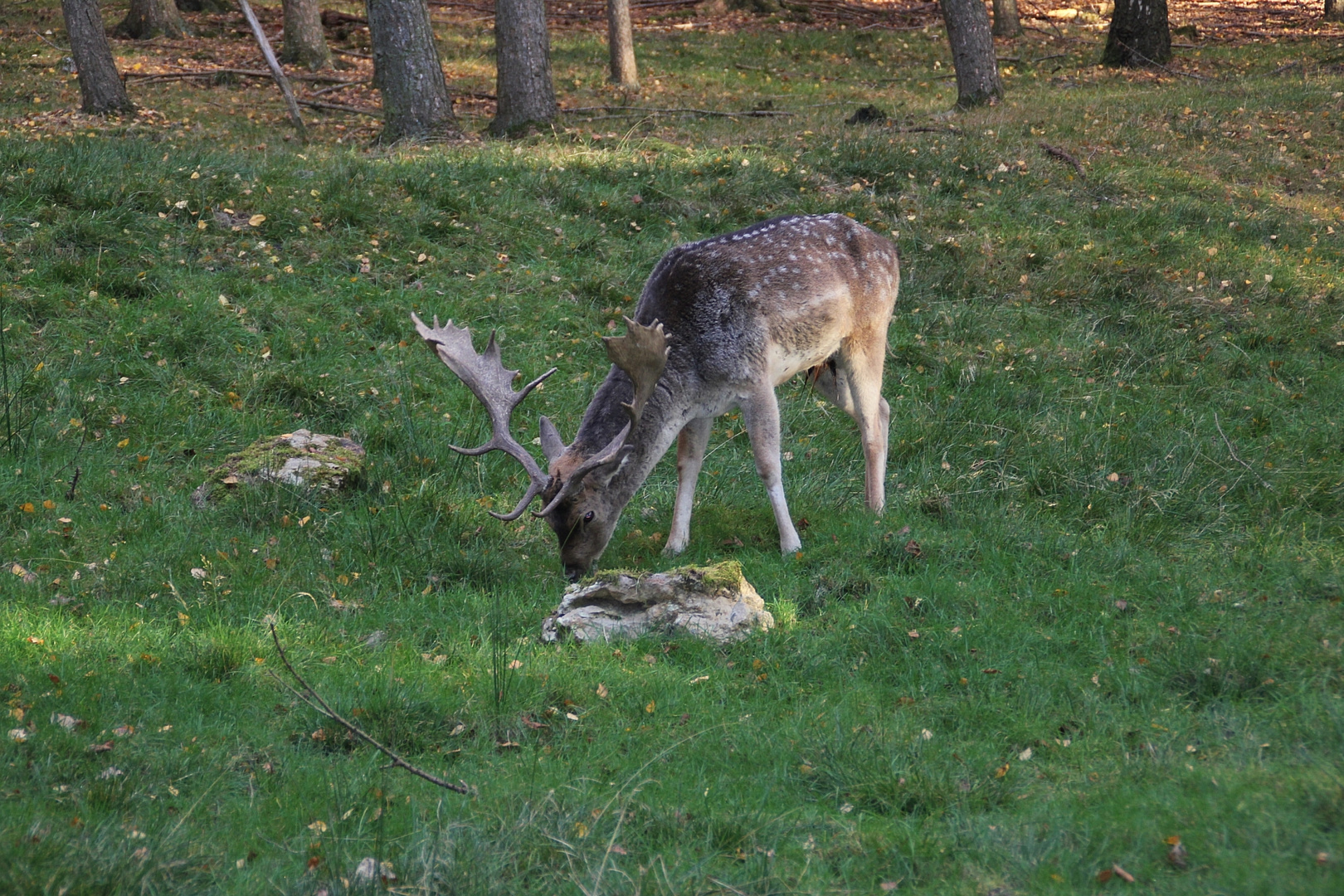 Tiergalerie-Wildpark Knüll