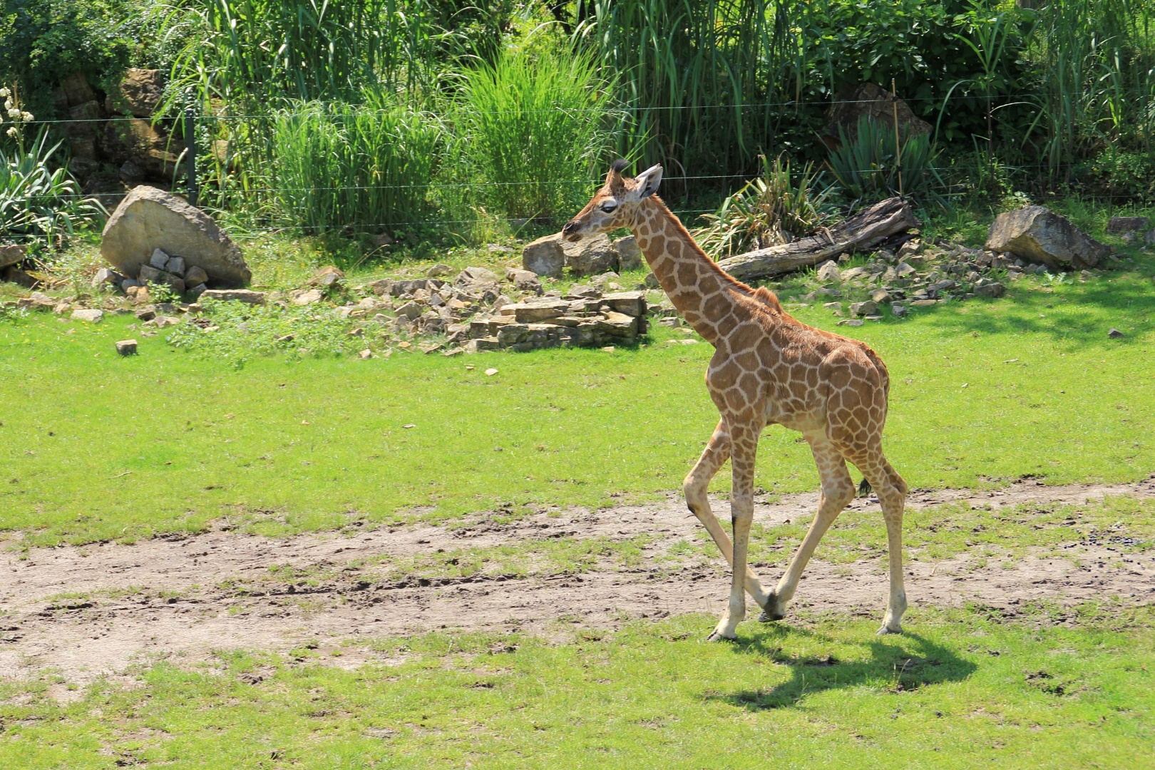 Tiergalerie-Zoo Leipzig1