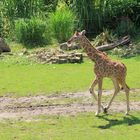 Tiergalerie-Zoo Leipzig1