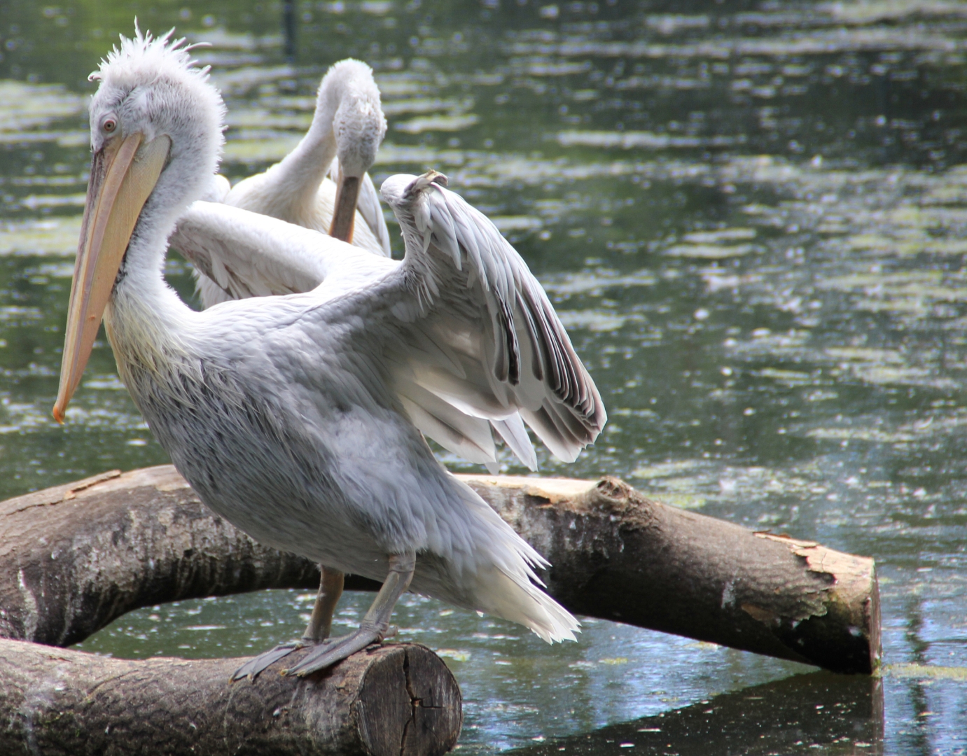 Tiergalerie-Zoo Leipzig3