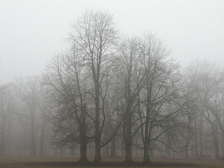 Tiergarten