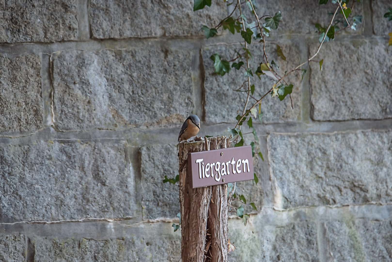 Tiergarten 