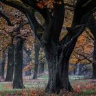 Tiergarten Dessau