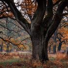 Tiergarten Dessau