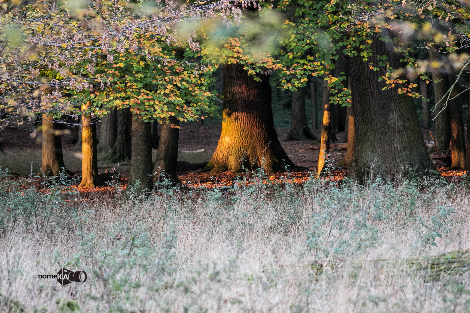 Tiergarten