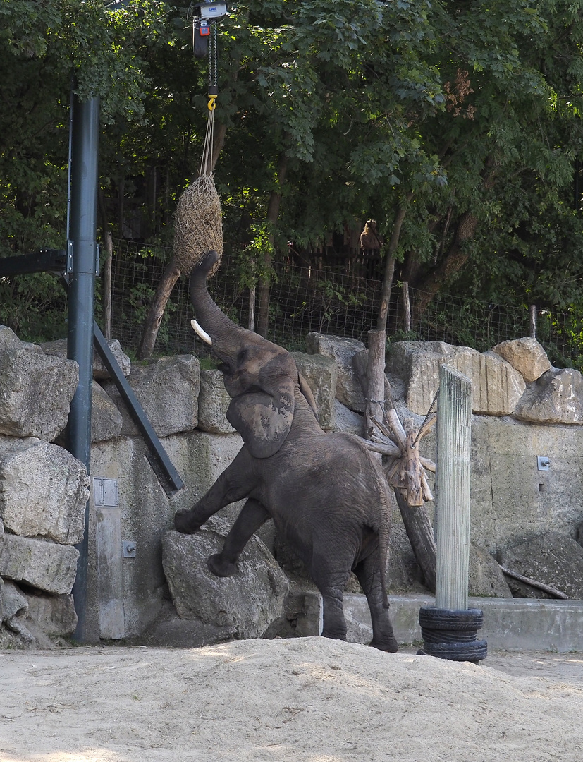Tiergarten in Schönbrunn Foto & Bild tiere, tierdetails, fotos Bilder