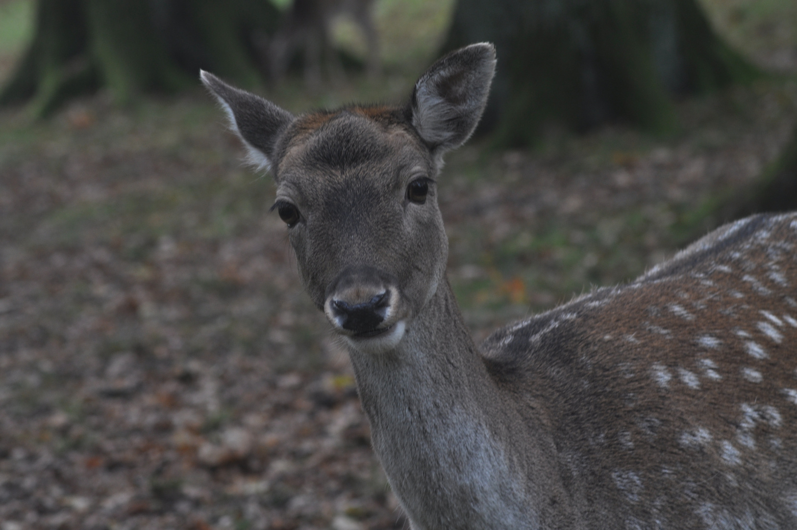 Tiergarten Kirchrode