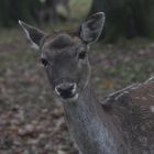 Tiergarten Kirchrode