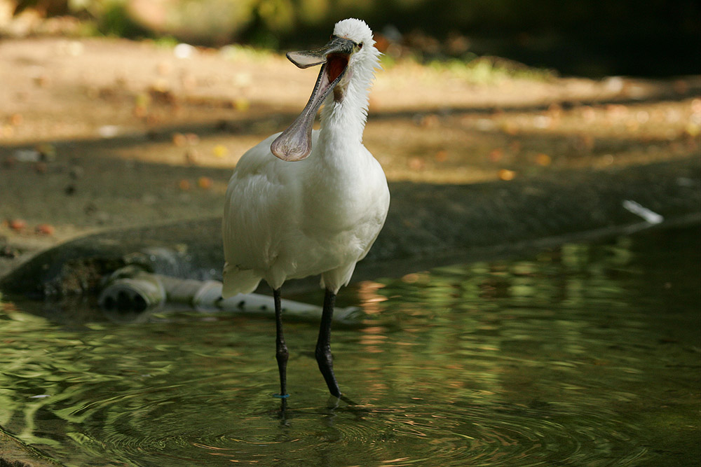 tiergarten nbg