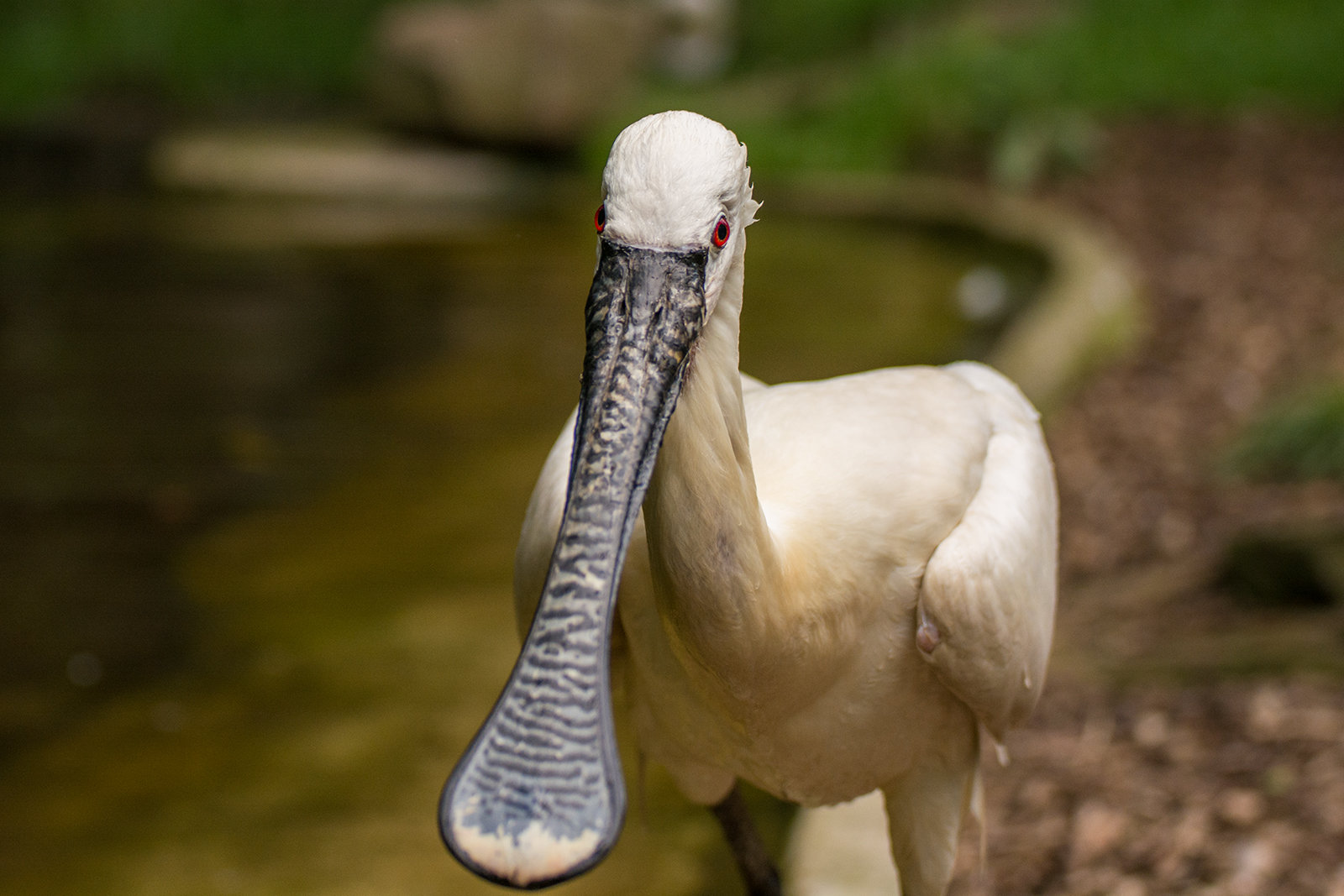 Tiergarten Nürnberg