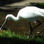 Tiergarten Nürnberg