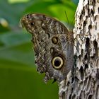 Tiergarten Nürnberg (6)