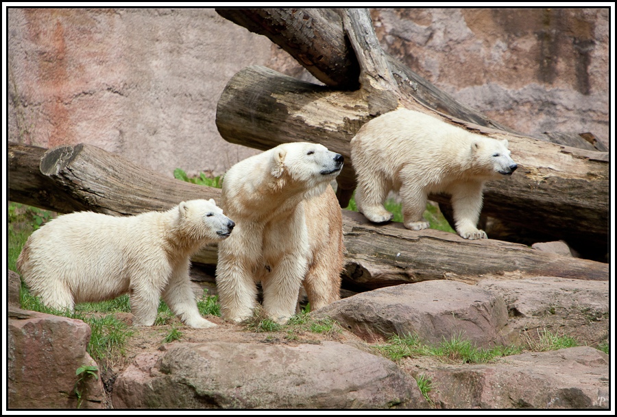 Tiergarten Nürnberg, Die 3 Eisbären