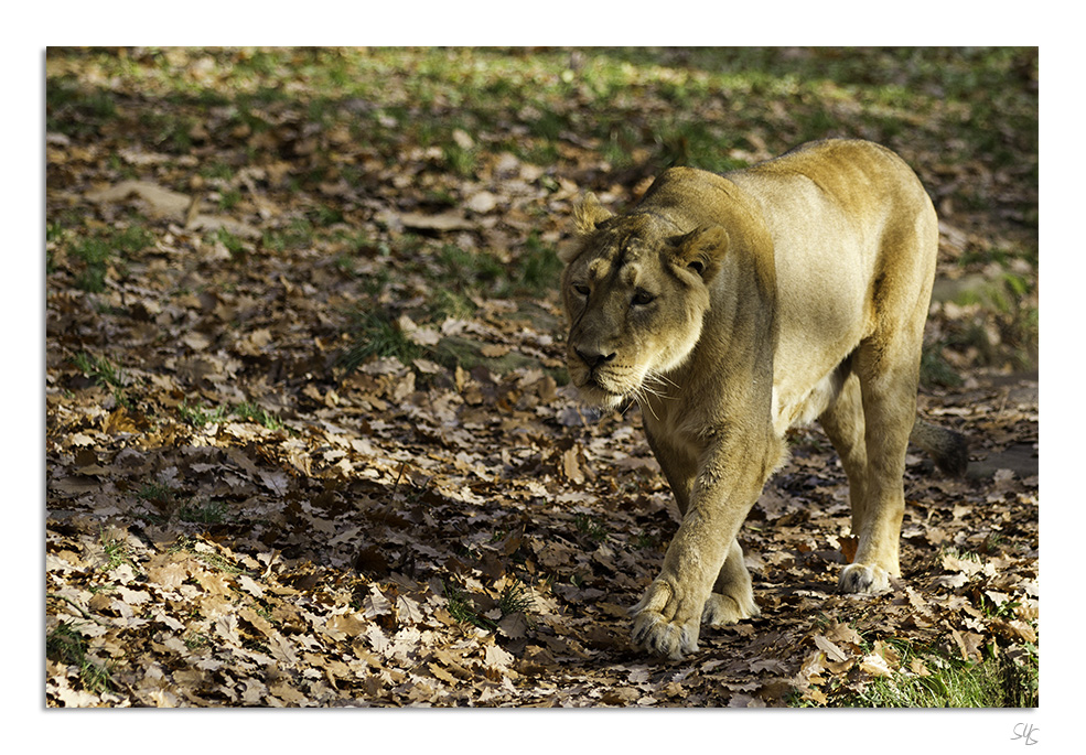 Tiergarten Nürnberg - Löwe III