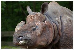 Tiergarten Nürnberg, Nashorn 2