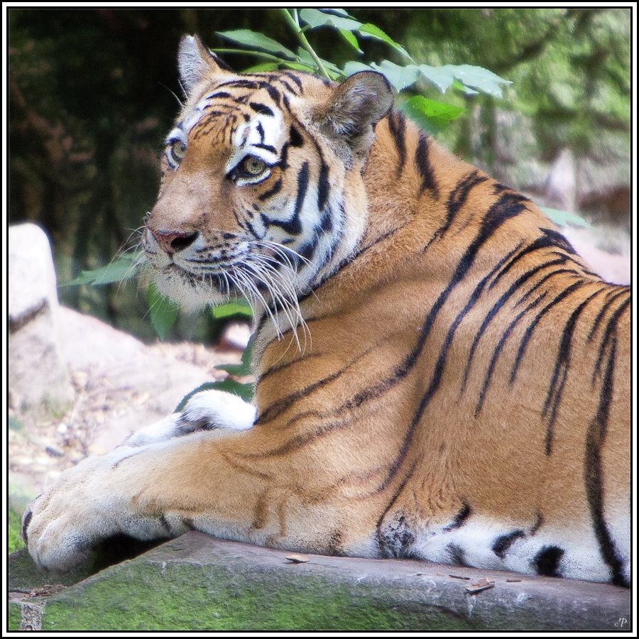 Tiergarten Nürnberg, Tiger 2