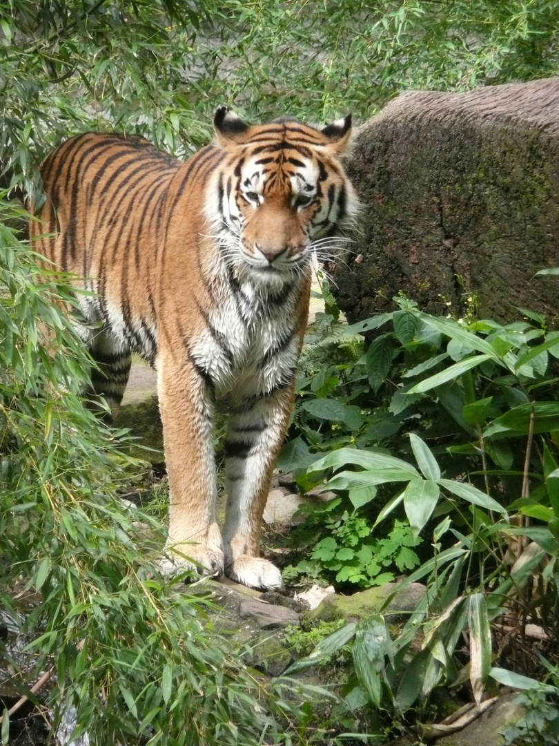 Tiergarten Nürnberg Tiger 4