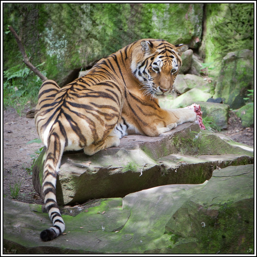 Tiergarten Nürnberg, Tiger