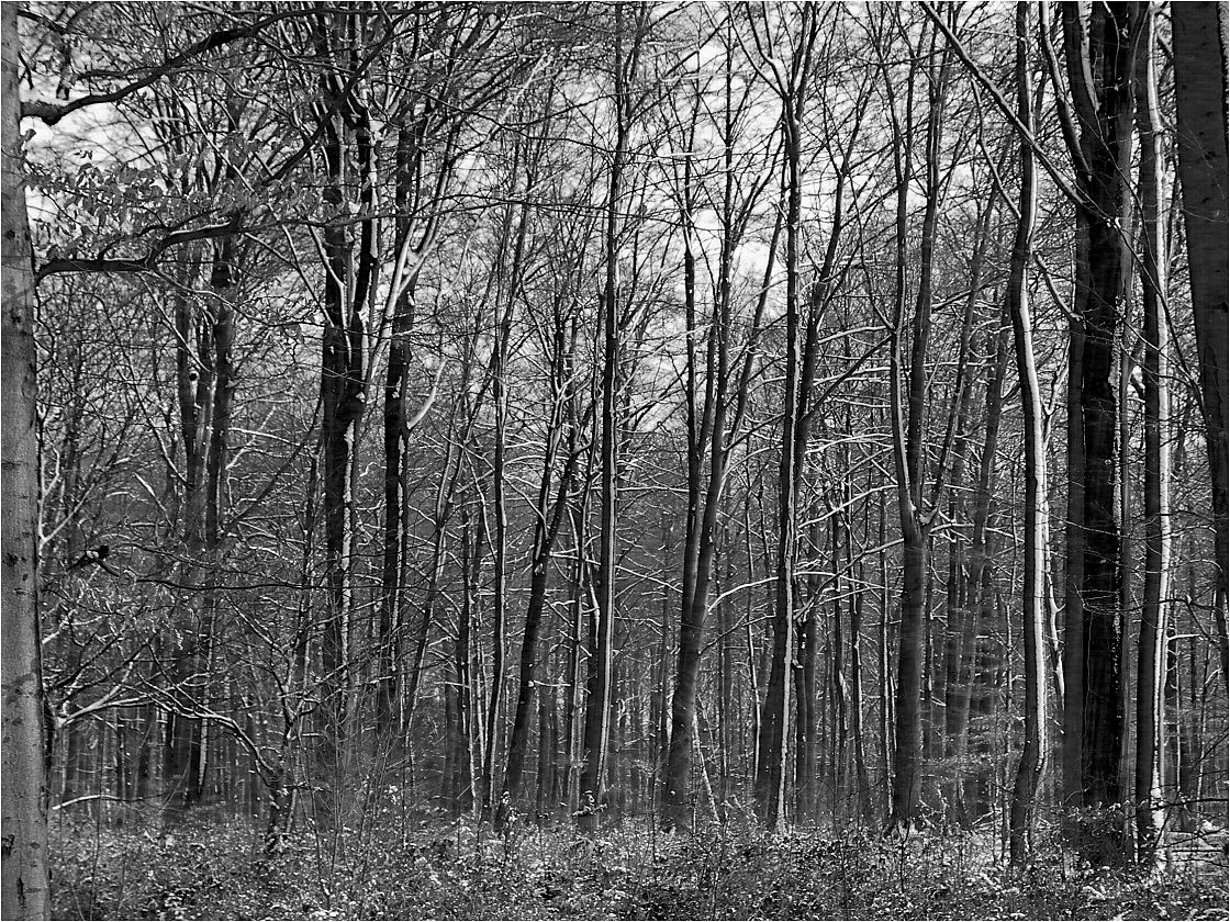 Tiergarten - Schloß Raesfeld