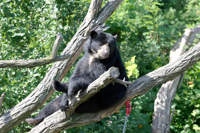 Tiergarten Schönbrunn 1