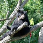 Tiergarten Schönbrunn 1