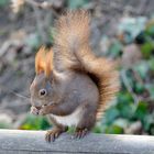 Tiergarten Schönbrunn