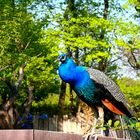 Tiergarten Schönbrunn