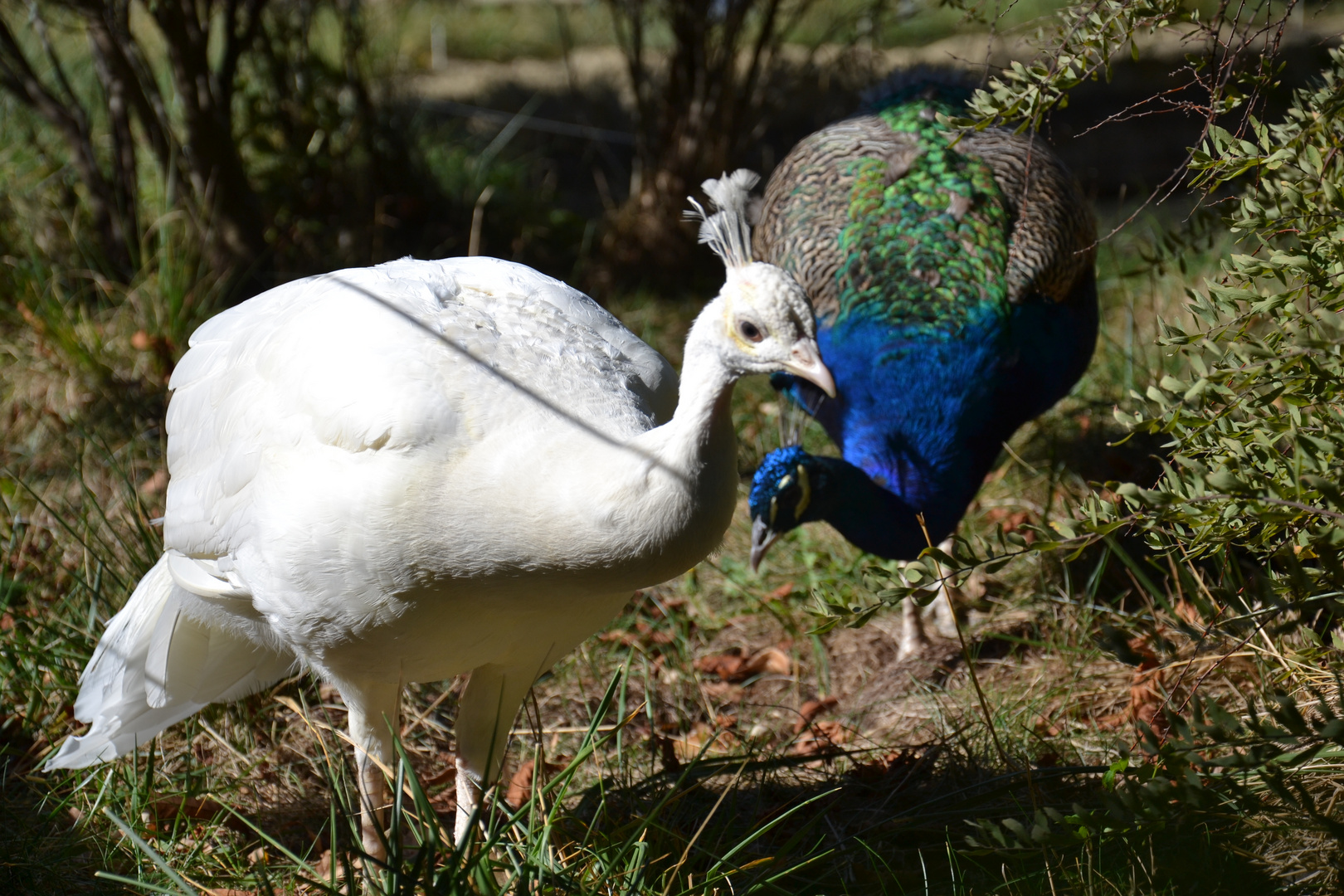 Tiergarten Schönbrunn # 3