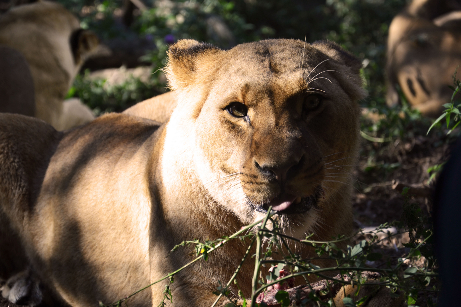 Tiergarten Schönbrunn # 4