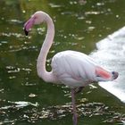 Tiergarten Schönbrunn