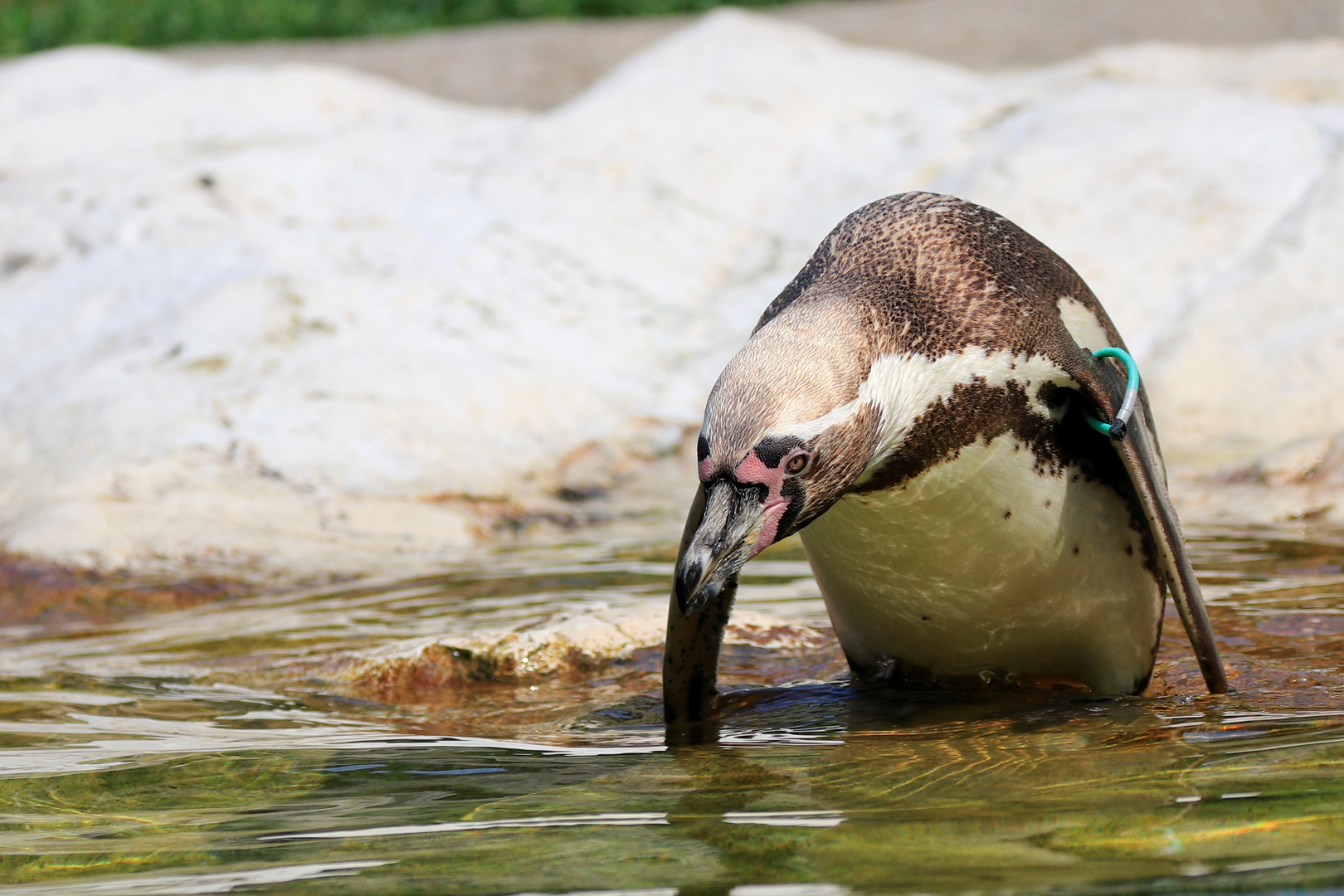 Tiergarten Schönbrunn