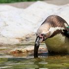 Tiergarten Schönbrunn