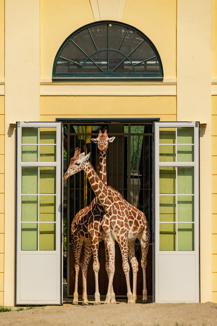 Tiergarten Schönbrunn