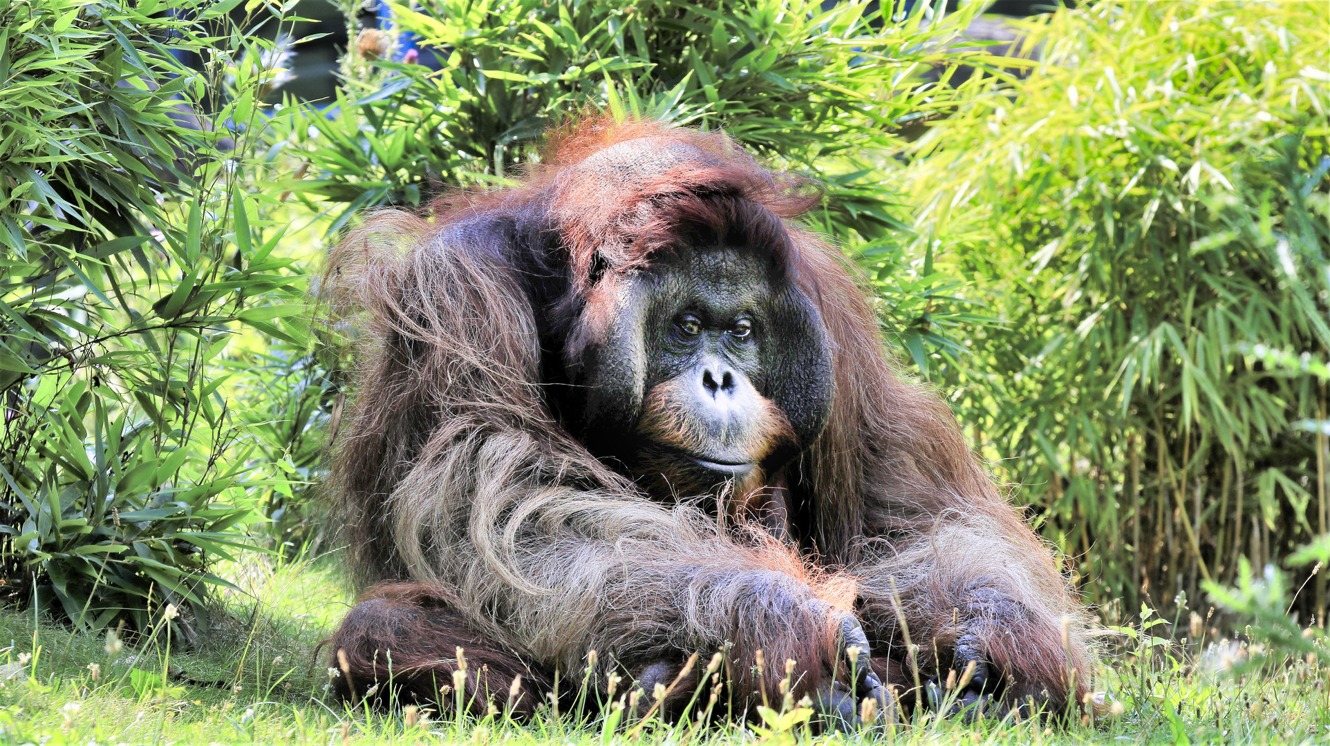 Tiergarten Schönbrunn