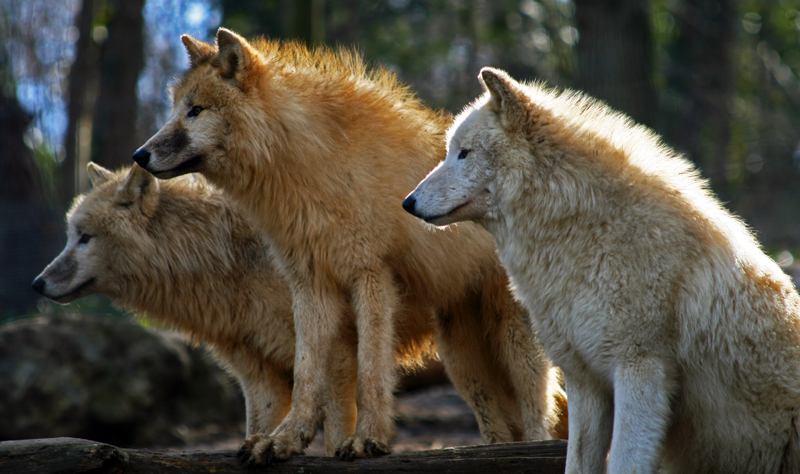 Tiergarten Schönbrunn - Arktische Wölfe