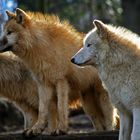 Tiergarten Schönbrunn - Arktische Wölfe