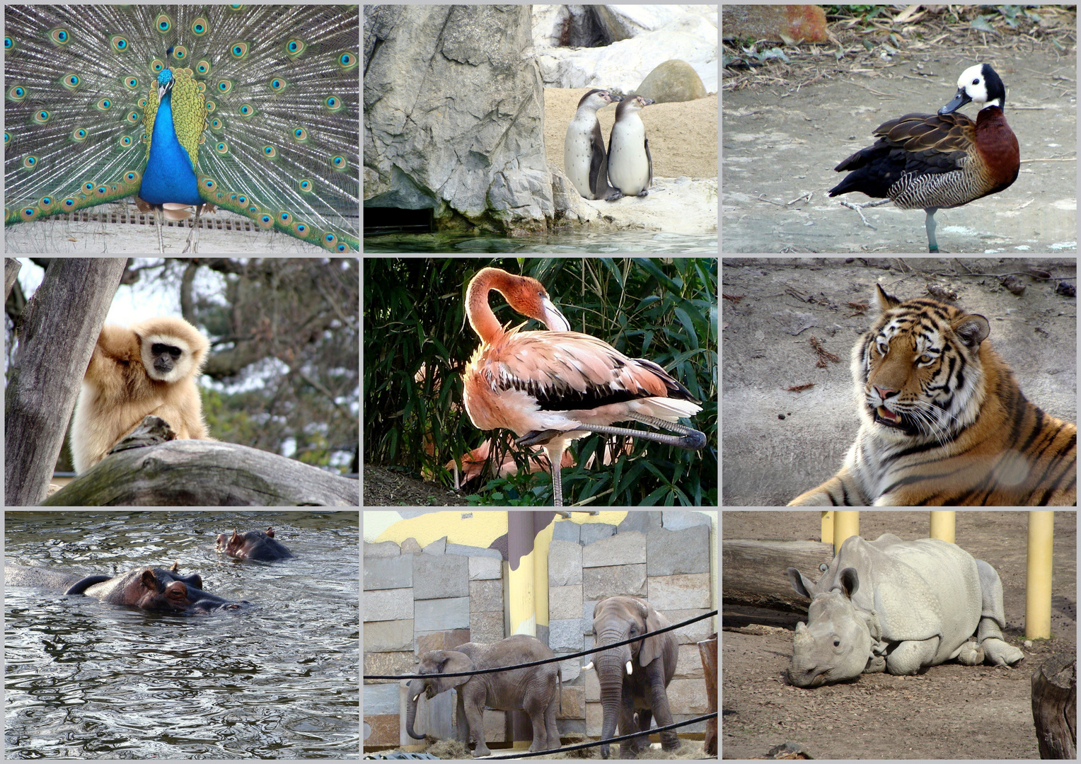 Tiergarten Schönbrunn